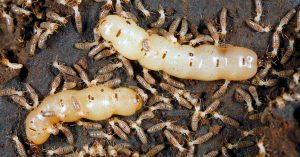 How Professional Termite Prevention Can Save Your Home from Destruction