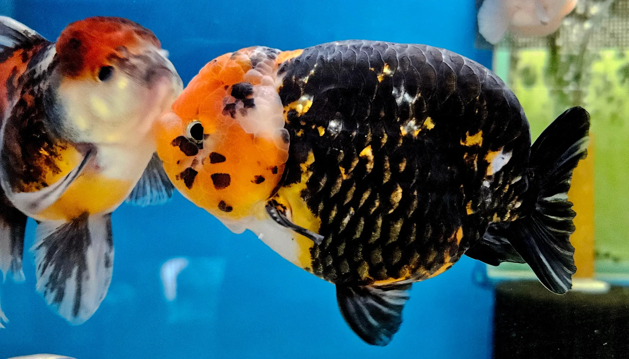ranchu goldfish price
