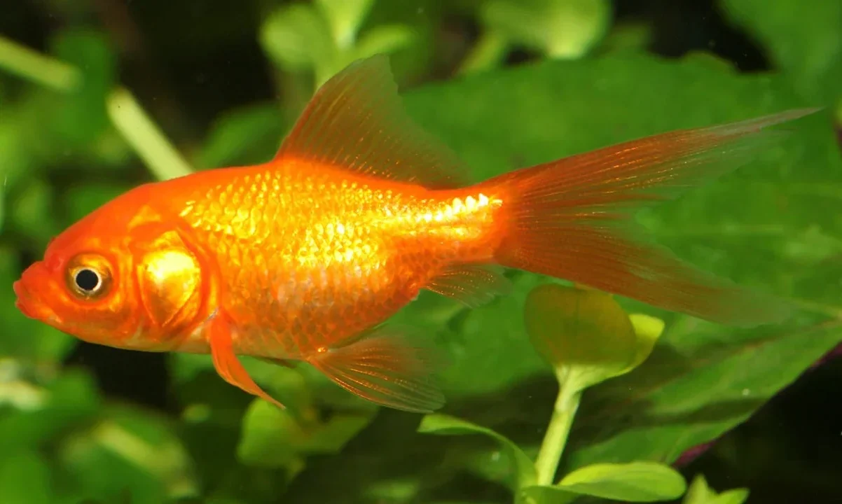 Long-Term Value Considerations When Investing in Quality Ranchu Goldfish