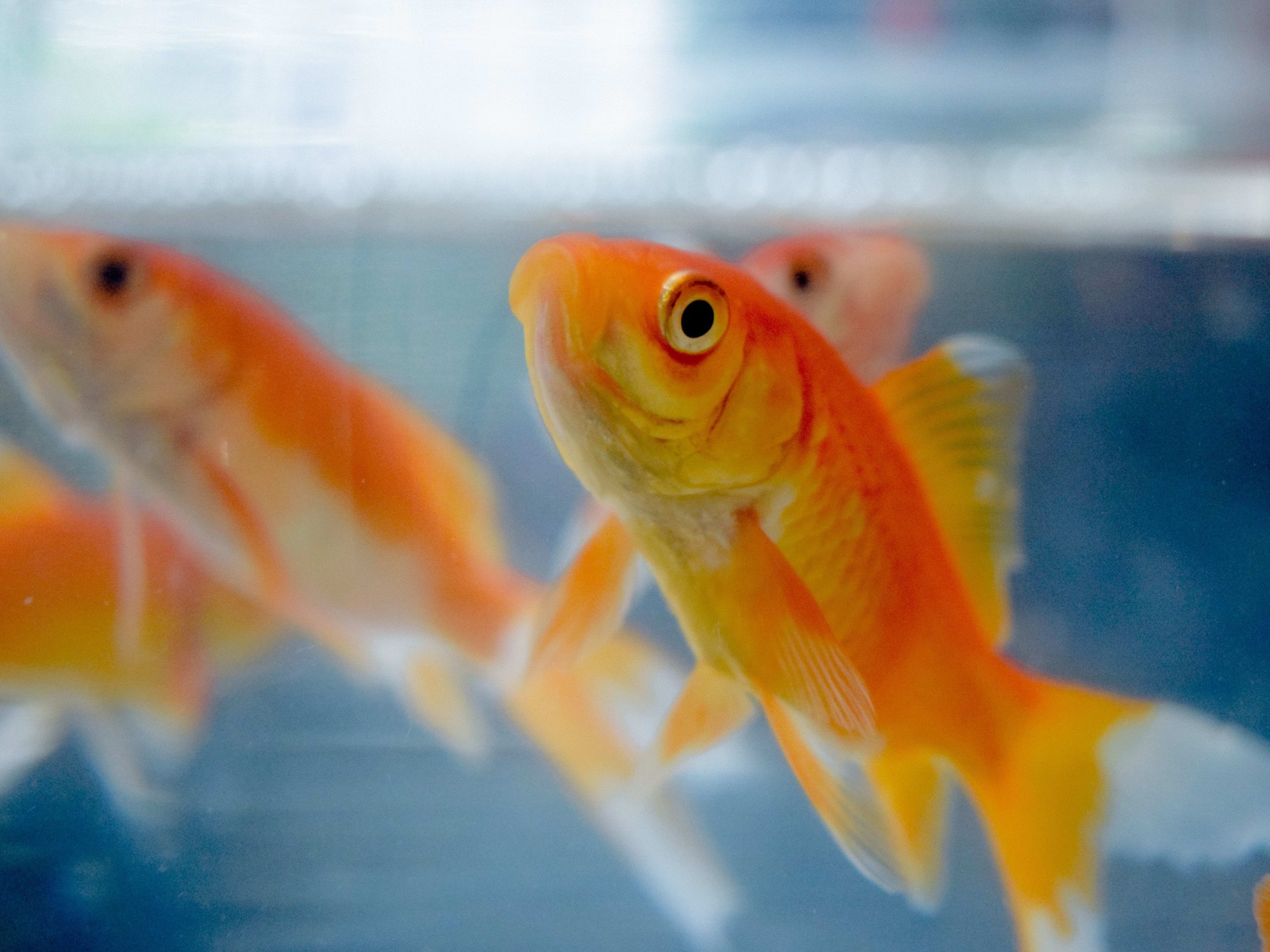 oranda goldfish